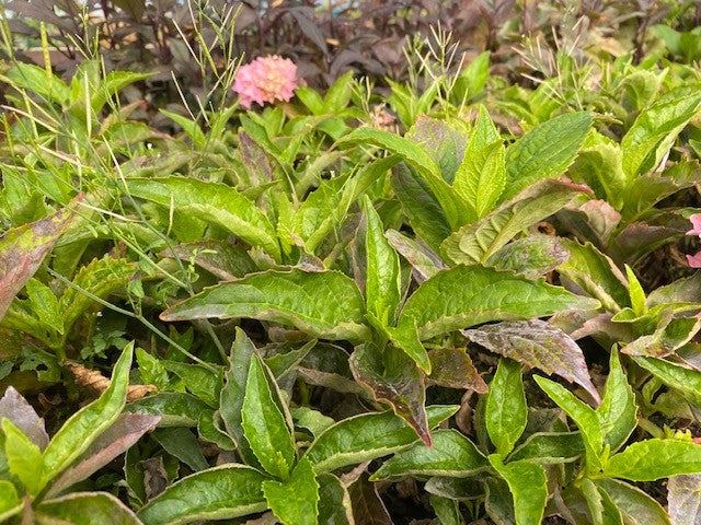 Hydrangea 'Tovelit' x 5 Pack - 5cm JUMBO Plug Plants For Sale