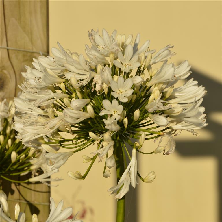 Agapanthus africanus 'White' -x 3 Pack - 7cm Plants For Sale