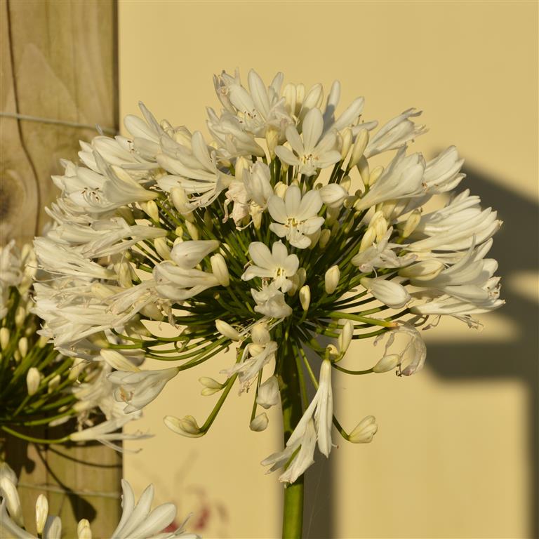 Agapanthus africanus 'White' -x 3 Pack - 5/7cm JUMBO Plug Plants For Sale