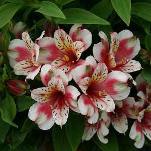 Alstroemeria Inca 'Sweety' x 3 Pack - 5/7cm JUMBO Plug Plants For Sale