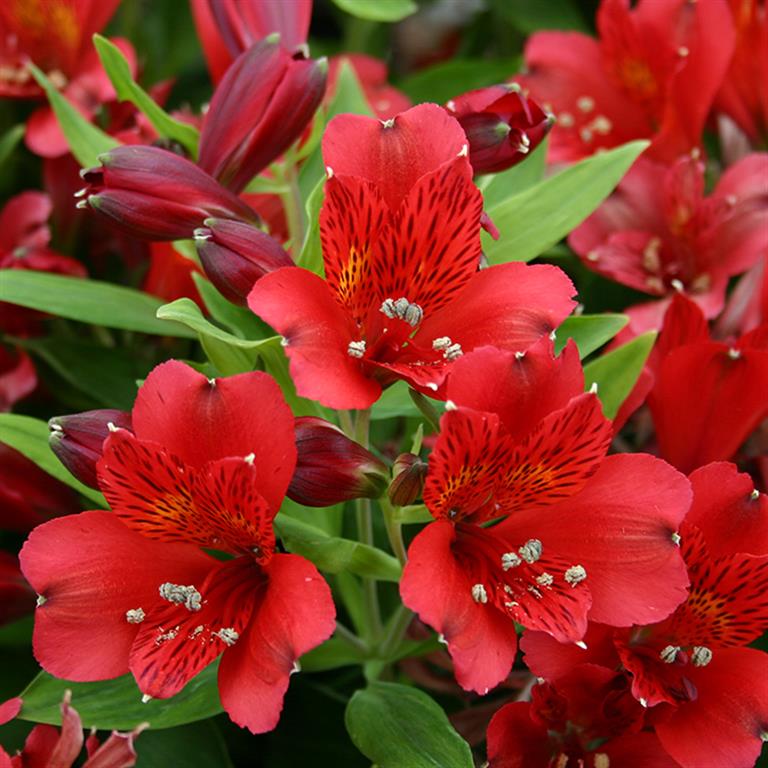 Alstroemeria Inca 'Vito' x 3 Pack - 5/7cm JUMBO Plug Plants For Sale