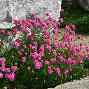 Armeria 'Dusseldorf Pride' x 3 Pack - 5/7cm JUMBO Plug Plants For Sale