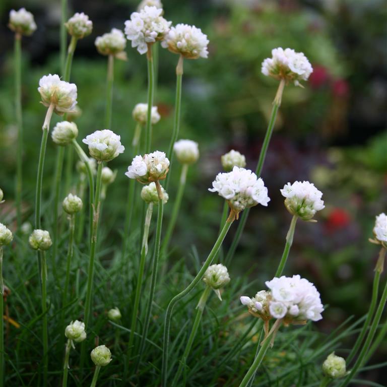 Armeria 'Morning Star White' x 5 Pack - 5cm JUMBO Plug Plants For Sale