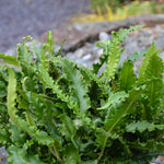 Asplenium 'Angustifolium' x 3 Pack - 5/7cm JUMBO Plug Plants For Sale