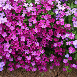 Aubrieta 'Royal Red' x 3 Pack - 5/7cm JUMBO Plug Plants For Sale