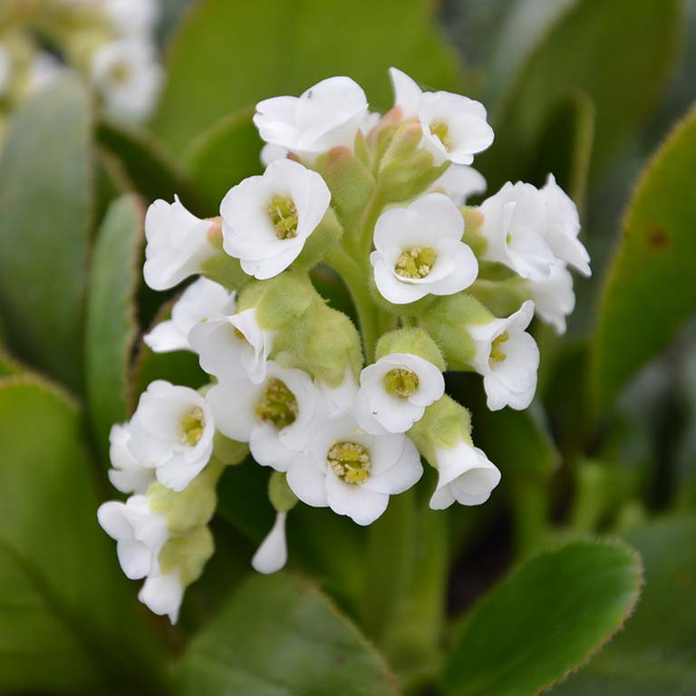 Bergenia 'Diamond Drops' x 5 Pack - 5cm Plug Plants For Sale