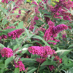 Buddleja Buzz 'Velvet' x 3 Pack - 5/7cm JUMBO Plug Plants For Sale