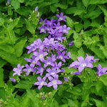 Campanula Lactiflora Prichards Perennials x 3 Pack - 7cm Plants For Sale FREE P&P