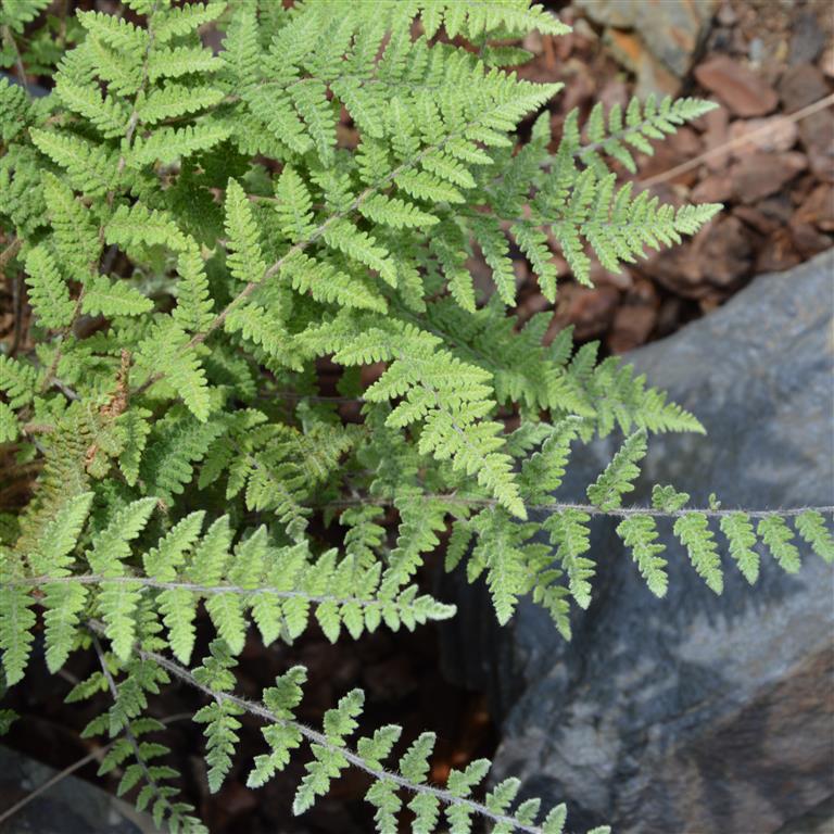 Cheilanthes 'Hairy Lip Fern' x 3 Pack - 7cm Plants For Sale