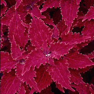 Coleus 'Juliet Quartermain' x 3 Pack - 5/7cm JUMBO Plug Plants For Sale