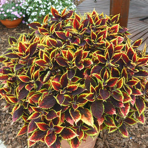 Coleus 'Walter Turner' x 3 Pack - 5/7cm JUMBO Plug Plants For Sale