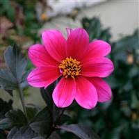 Dahlia 'Bishop of Canterbury' x 5 Pack - 5/5cm JUMBO Plug Plants For Sale