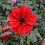 Dahlia Bishop of Llandaff x 3 Pack - 7cm Plants For Sale FREE P&P