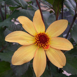 Dahlia Bishop of York Plants x 3 Pack - 7cm Plants For Sale FREE P&P