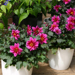 Dahlia Dreamy Kiss Plants x 5 Pack - 5cm Plug Plants For Sale - FREE P&P