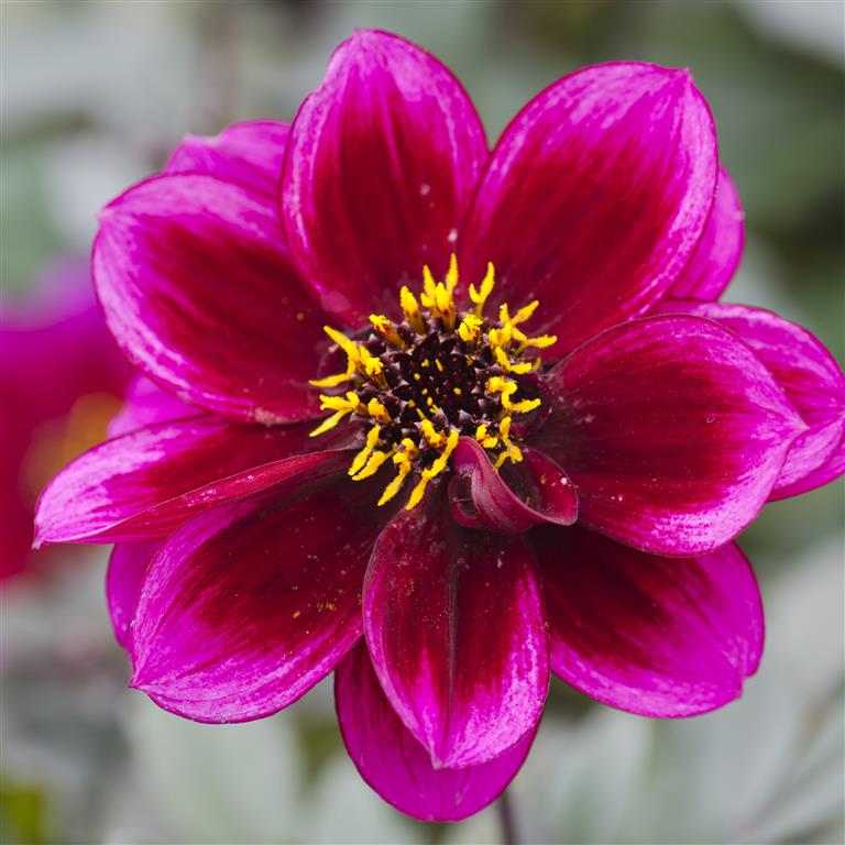 Dahlia Dreamy 'Nights' x 5 Pack - 5cm Plug Plants For Sale