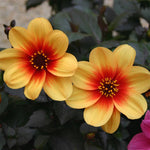 Dahlia Moonfire Perennial Plants x 3 Pack - 7cm Plants For Sale FREE P&P