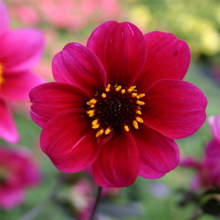 Dahlia 'Roxy' x 3 Pack - 7cm Plants For Sale