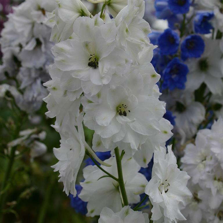 Delphinium 'Double Innocence' x 3 Pack - 5/7cm JUMBO Plug Plants For Sale