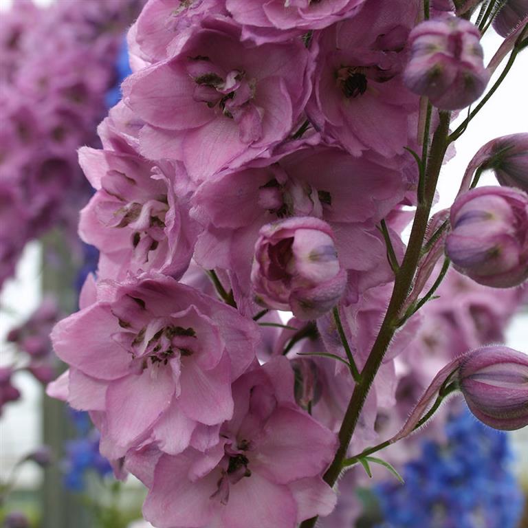 Delphinium 'Dusky Maidens' x 3 Pack - 5/7cm JUMBO Plug Plants For Sale