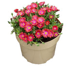 Delosperma Jewel of Desert ‘Garnet’ — 9 × 3cm Plug Plants - Free P&P
