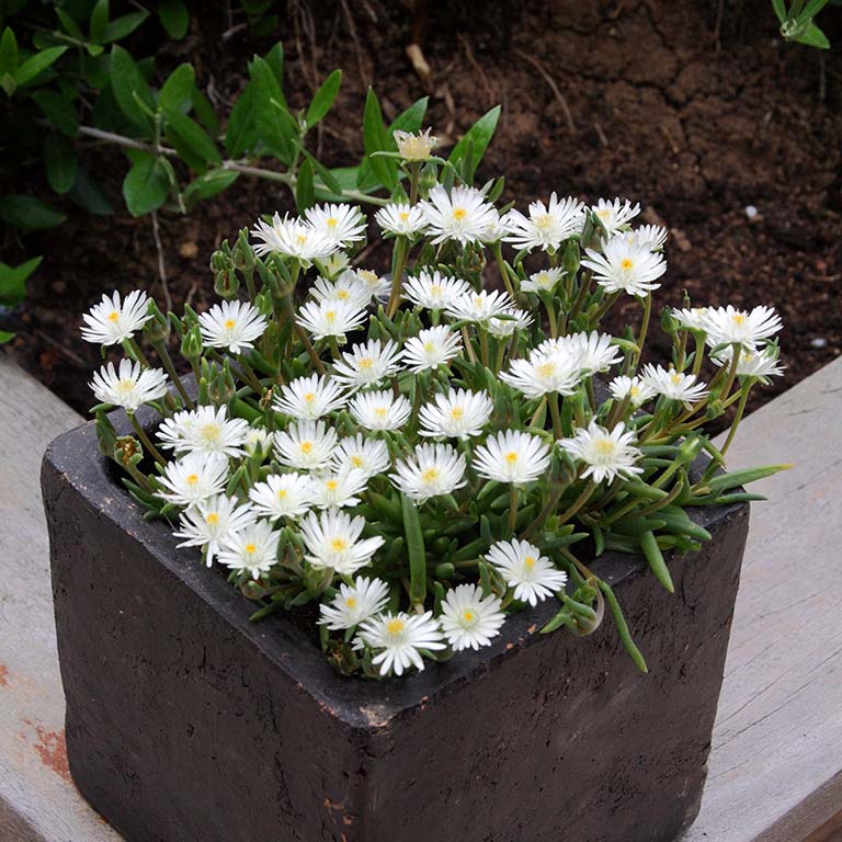 Delosperma 'Moonstone' x 9 Pack - 3cm Plug Plants For Sale