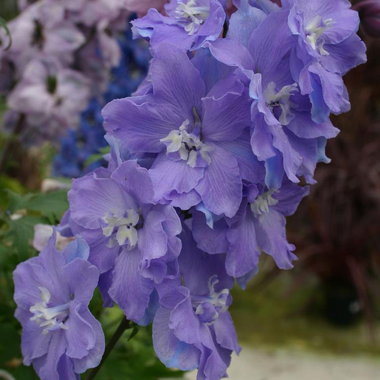 Delphinium 'Morning Lights' x 3 Pack - 5/7cm JUMBO Plug Plants For Sale