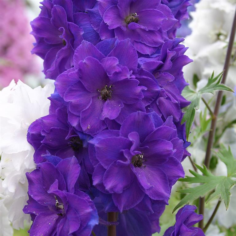 Delphinium 'Pagan Purples' x 3 Pack - 5/7cm JUMBO Plug Plants For Sale