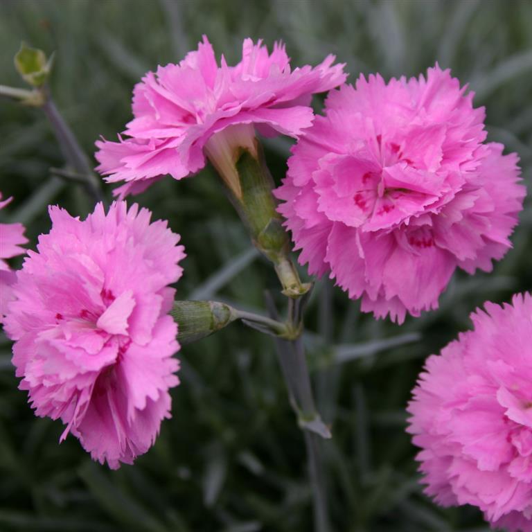 Dianthus 'Whatfield Can-Can' x 3 Pack - 5/7cm JUMBO Plug Plants For Sale