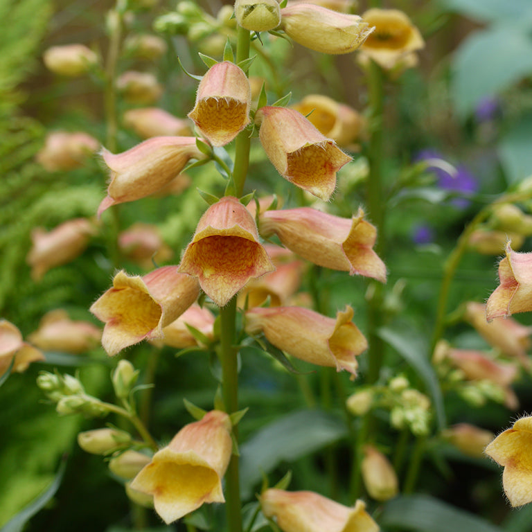 Foxglove 'Goldcrest' x 3 Pack - 5/7cm JUMBO Plug Plants For Sale