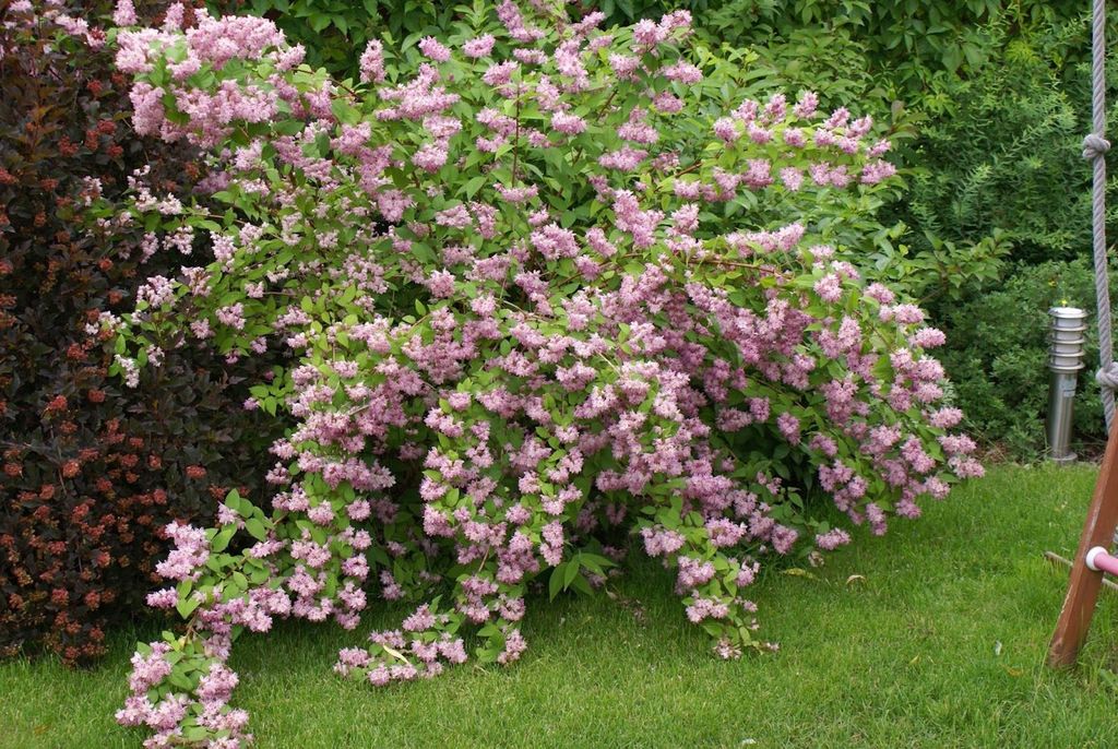 Deutzia ‘Strawberry Fields’ x 5 Pack - 5cm Plug Plants For Sale