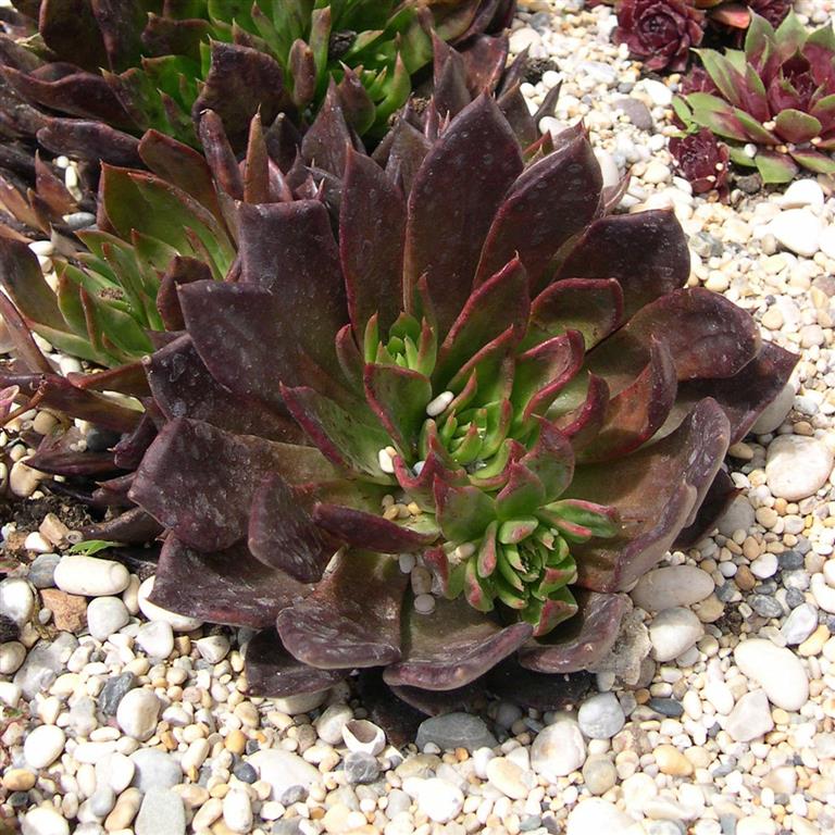 Echeveria 'Black Knight' x 3 Pack - 5/7cm JUMBO Plug Plants For Sale