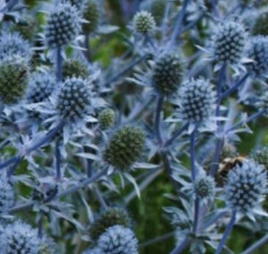 ERYNGIUM 'Blue Cap' x 3 Pack - 5/7cm JUMBO Plug Plants For Sale