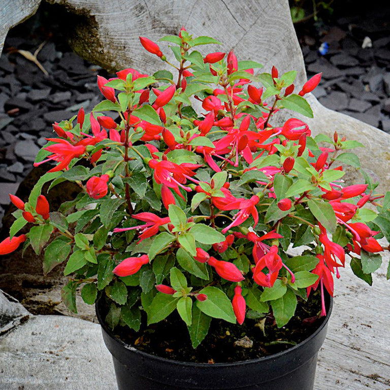 Fuchsia 'Chilli Red' x 3 Pack - 5/7cm JUMBO Plug Plants For Sale