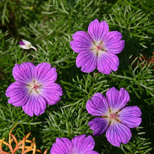 Geranium 'Incanum' x 3 Pack - 5/7cm JUMBO Plug Plants For Sale