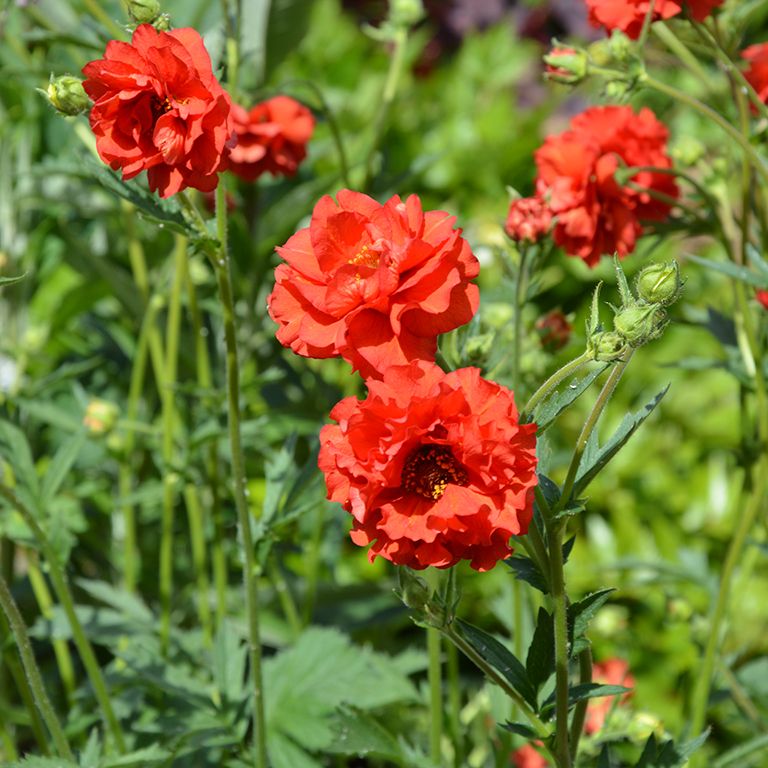 Geum 'Blazing Sunset' x 3 Pack - 5/7cm JUMBO Plug Plants For Sale