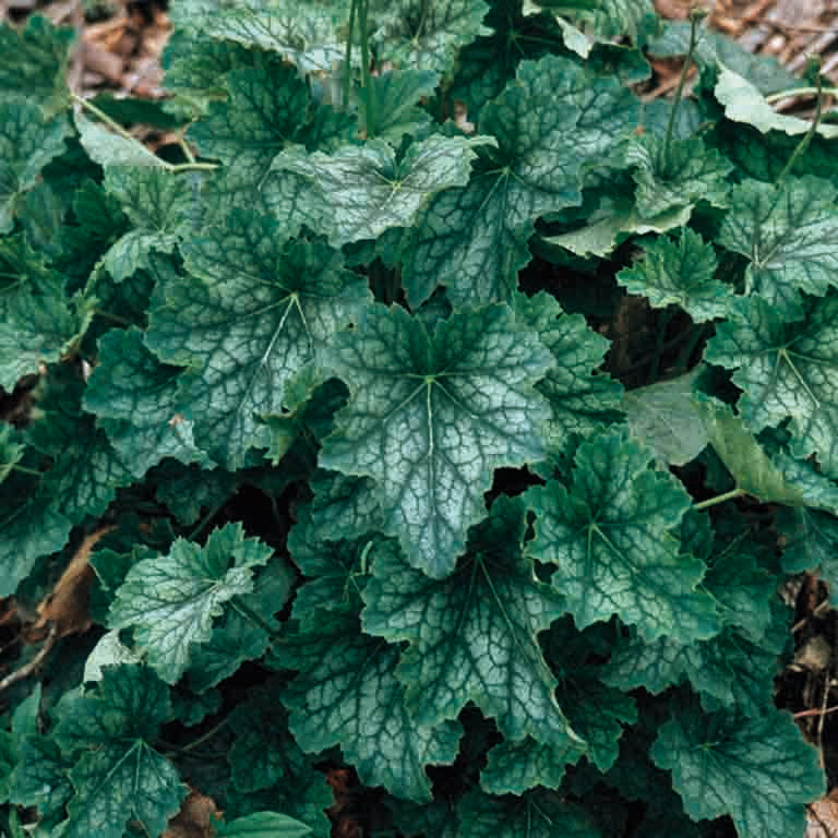 Heuchera Americana x 3 Pack - 5/7cm JUMBO Plug Plants For Sale