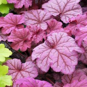 Heuchera 'Berry Smoothie' x 5 Pack - 5cm Plug Plants For Sale