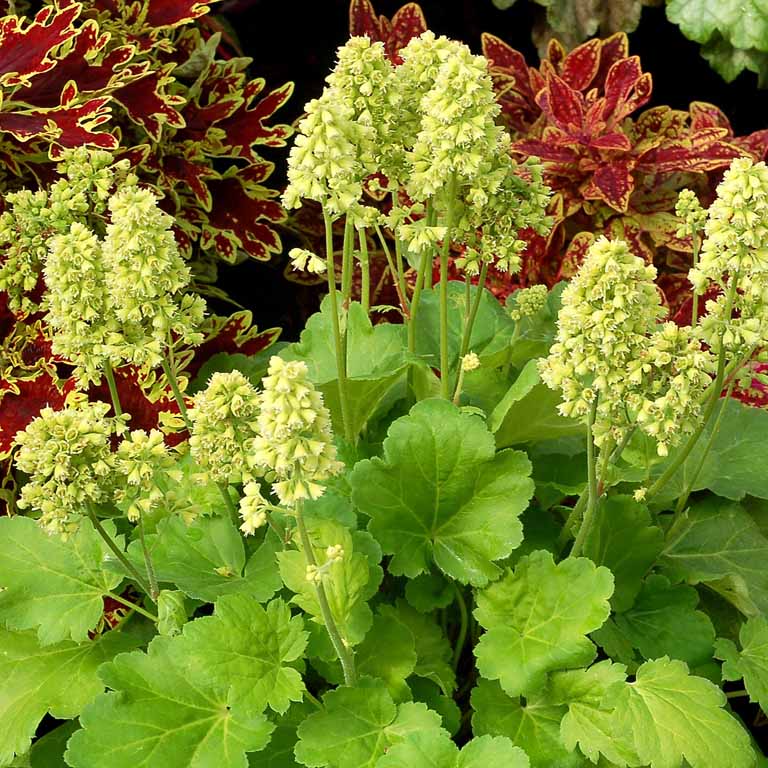 Heuchera Little Cutie 'Blondie in Lime' x 3 Pack - 5/7cm JUMBO Plug Plants For Sale