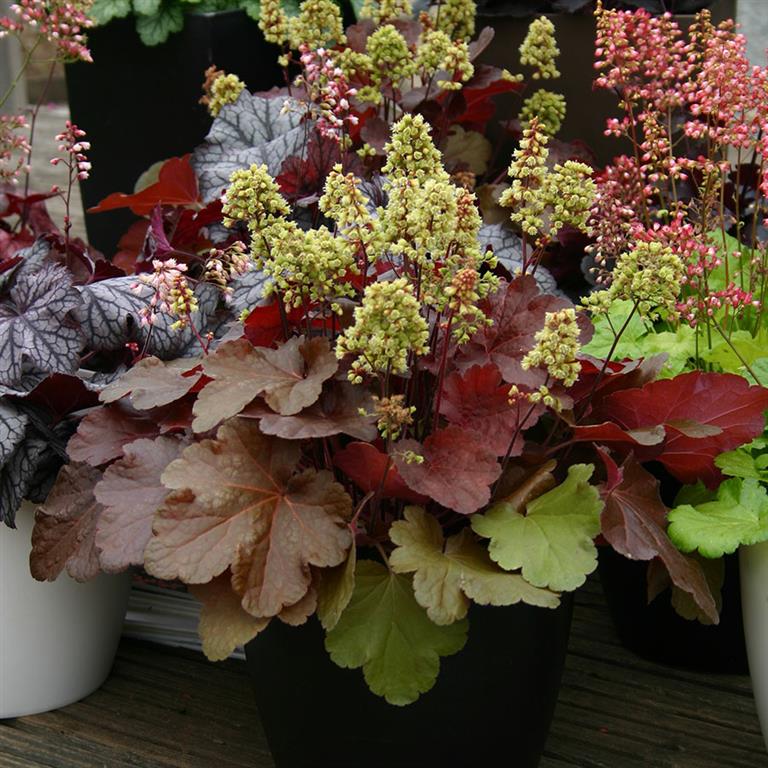 Heuchera Little Cutie 'Blondie' x 3 Pack - 5/7cm JUMBO Plug Plants For Sale