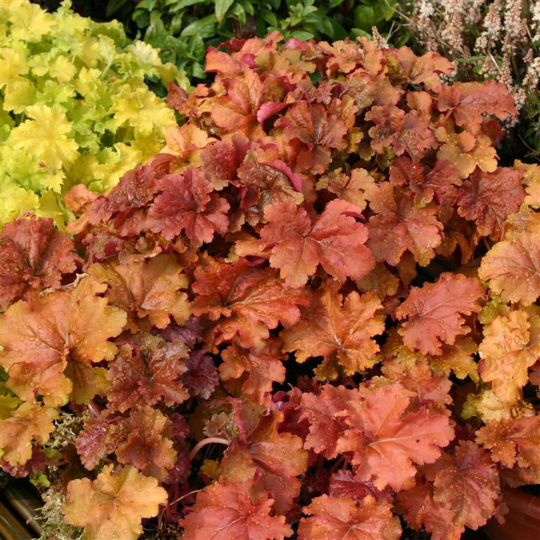 Heuchera 'Crème Brûlée' x 3 Pack - 5/7cm JUMBO Plug Plants For Sale