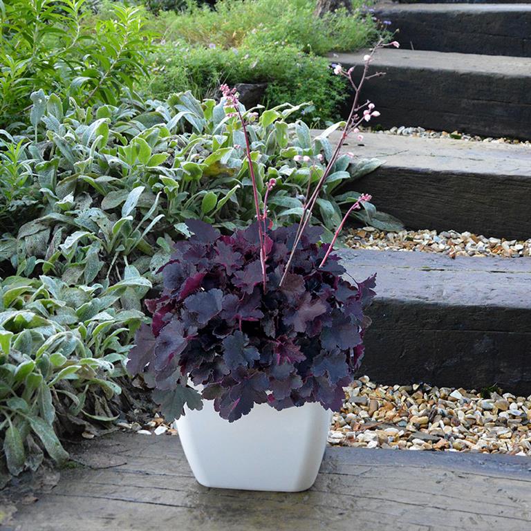 Heuchera Little Cutie 'Coco' x 3 Pack - 5/7cm JUMBO Plug Plants For Sale