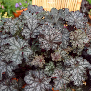 Heuchera 'Can-Can' x 3 Pack - 5/7cm JUMBO Plug Plants For Sale