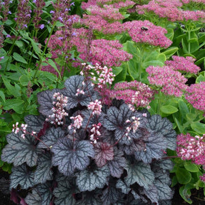 Heuchera Little Cutie 'Frost' x 3 Pack - 5/7cm JUMBO Plug Plants For Sale