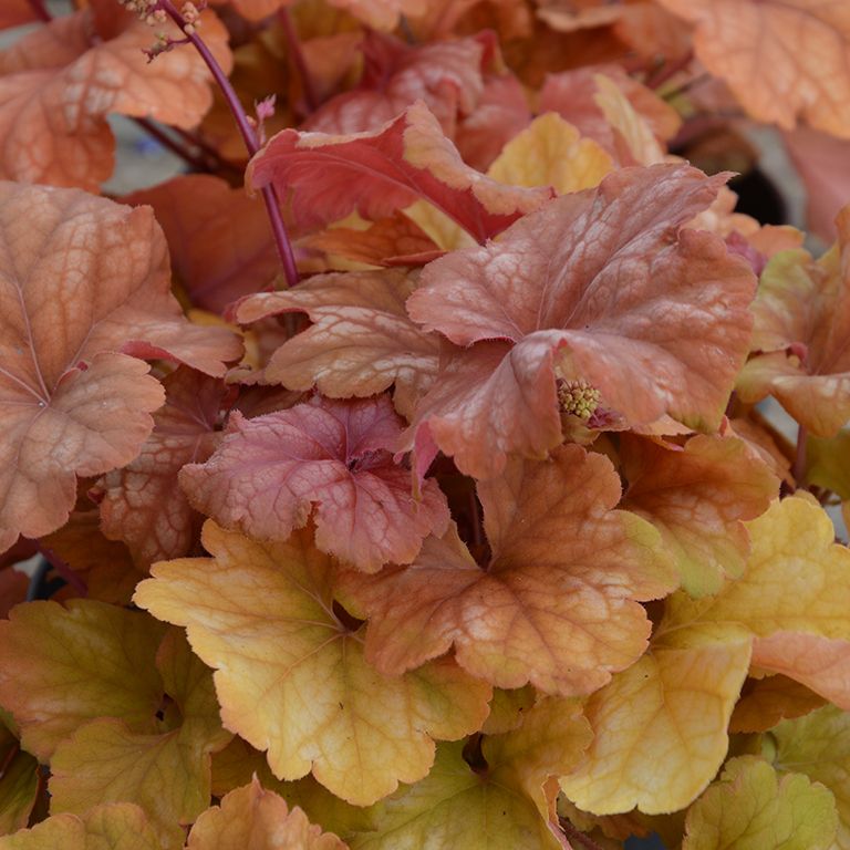 Heuchera 'Champagne' x 3 Pack - 5/7cm JUMBO Plug Plants For Sale