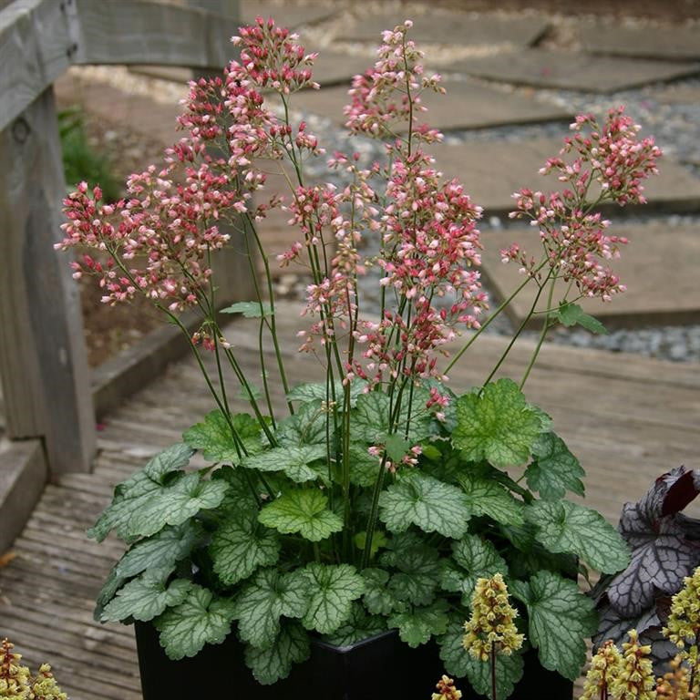 Heuchera Little Cutie 'Peppermint' x 5 Pack - 5cm Plug Plants For Sale