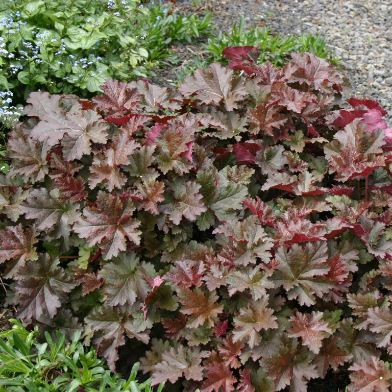 Heuchera 'Chocolate Ruffles' x 3 Pack - 5/7cm JUMBO Plug Plants For Sale