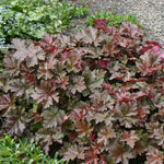 Heuchera ‘Chocolate Ruffles’ x 3 JUMBO Plug Plants (5cm) - FREE P&P