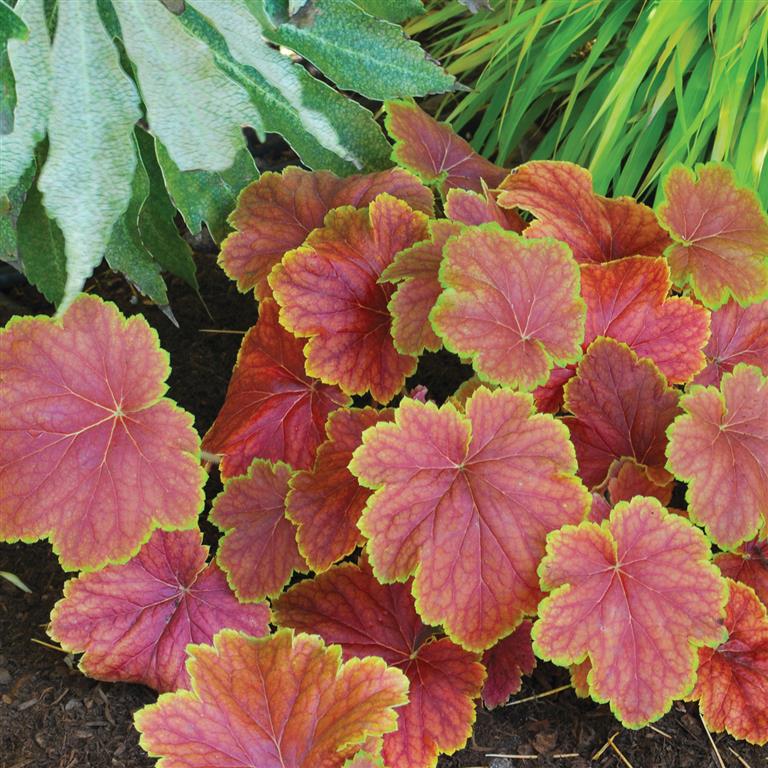 Heuchera 'Delta Dawn' x 3 Pack - 5/7cm JUMBO Plug Plants For Sale