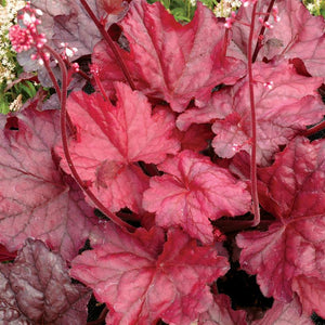 Heuchera 'Fire Chief' x 5 Pack - 5cm Plug Plants For Sale